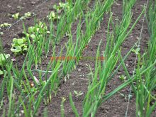 Cum să cultivi ceapă verde și verdețuri aromatice tot anul
