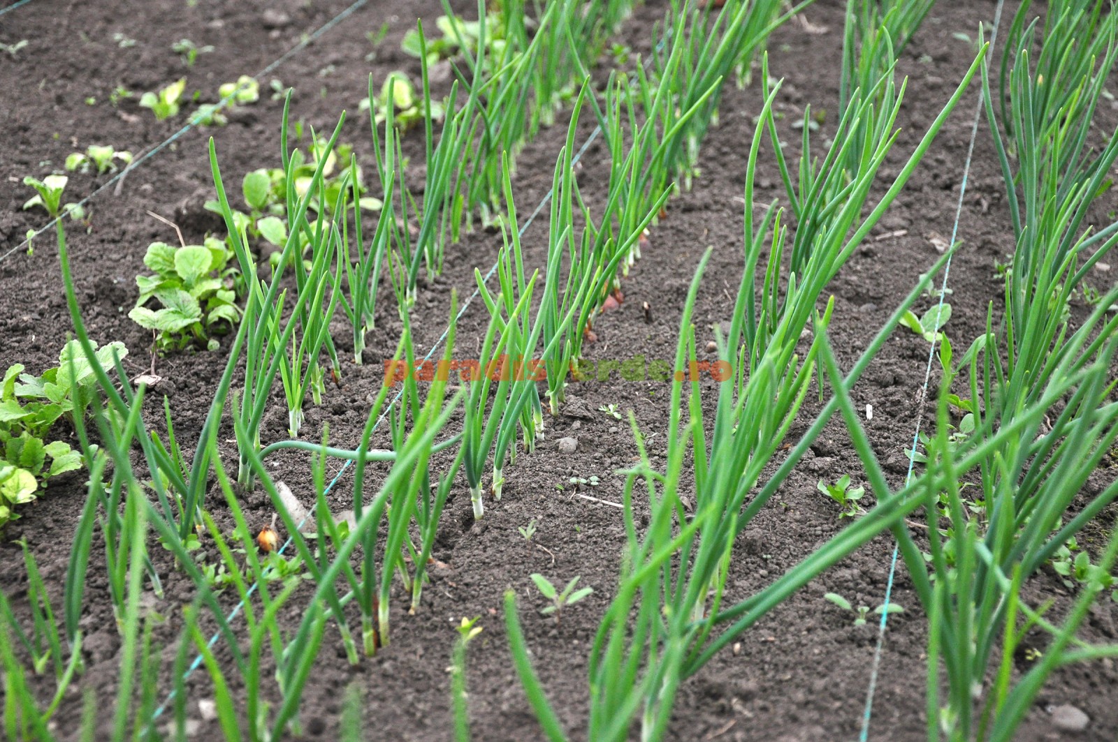 Cum să cultivi ceapă verde și verdețuri aromatice tot anul